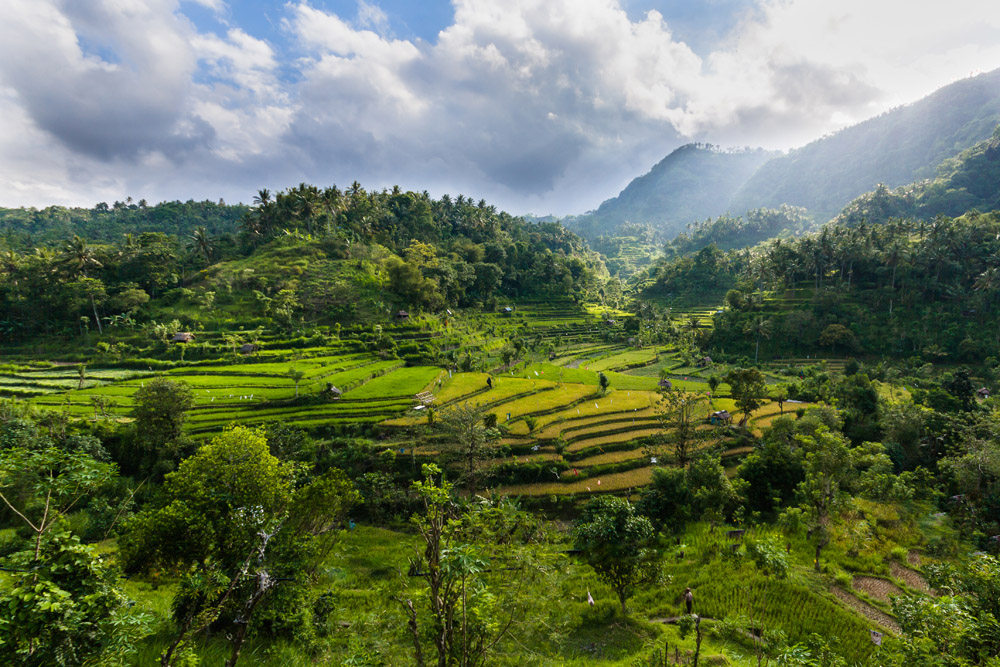 Amazing Bali Rice Terraces