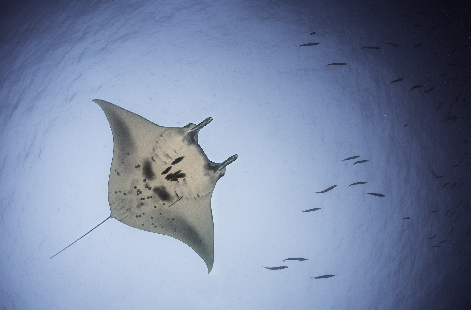 Manta Ray Fly by