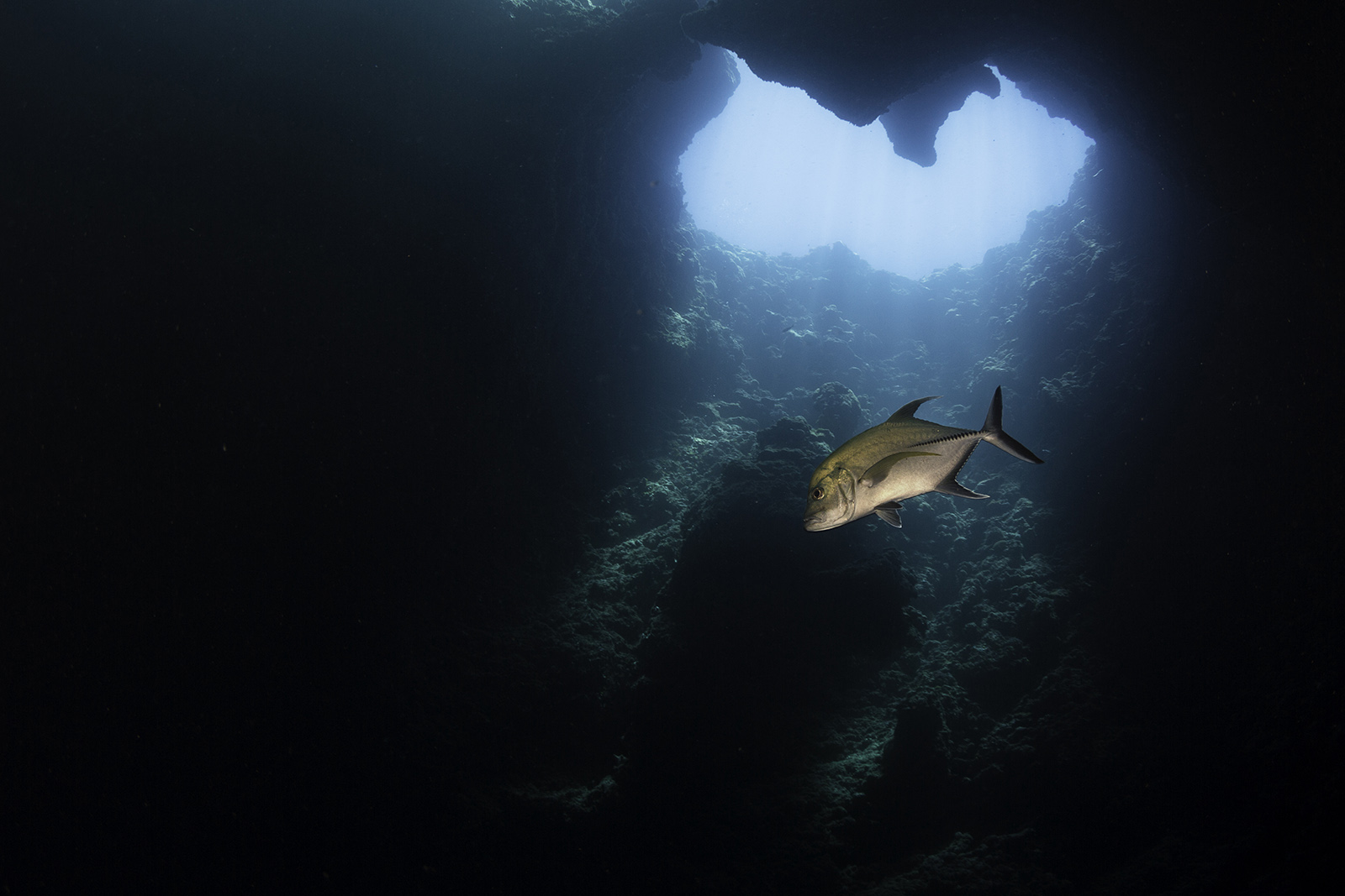 Blue Hole, Palau