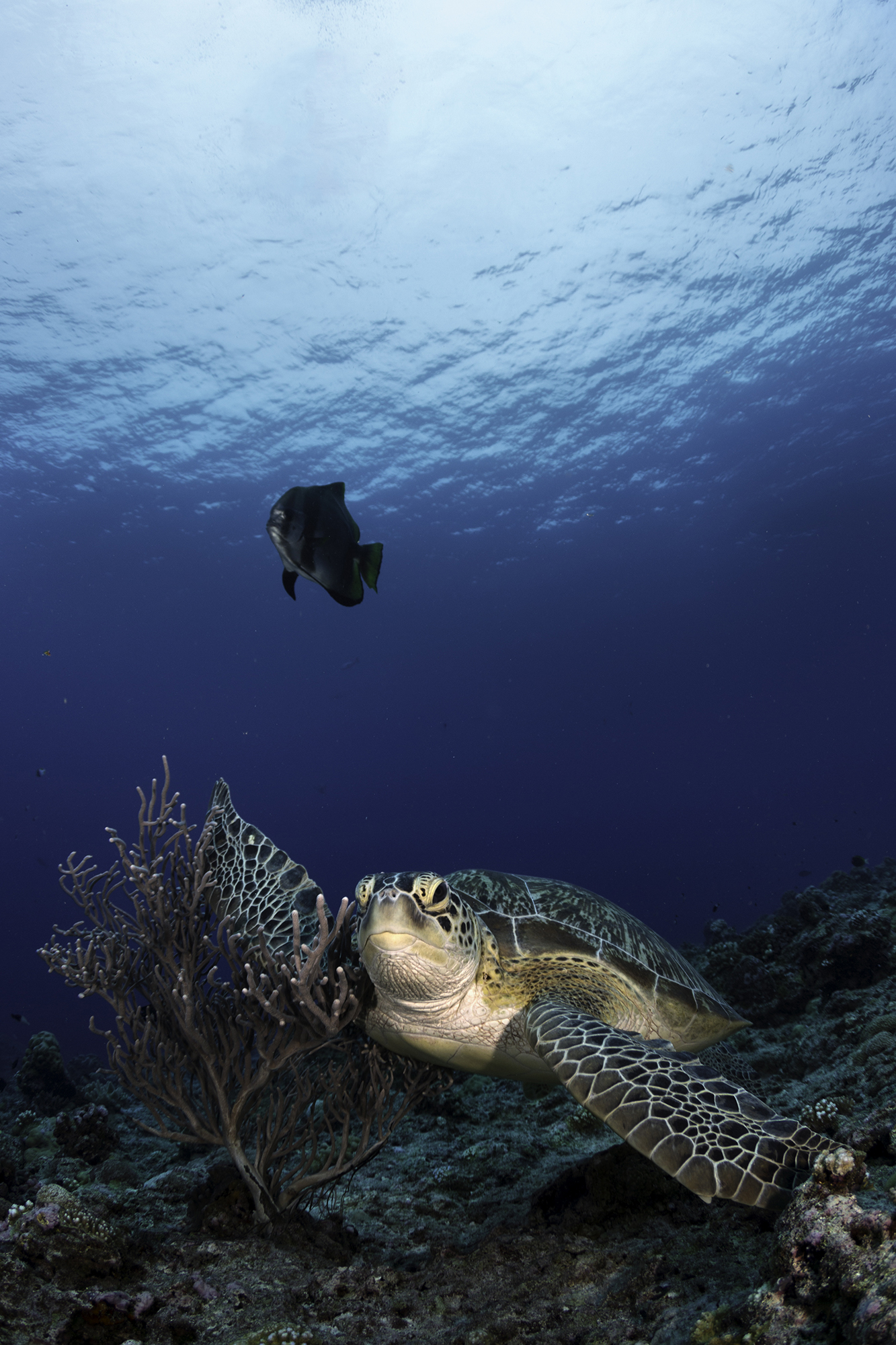 Turtle Cleaning On The Coral