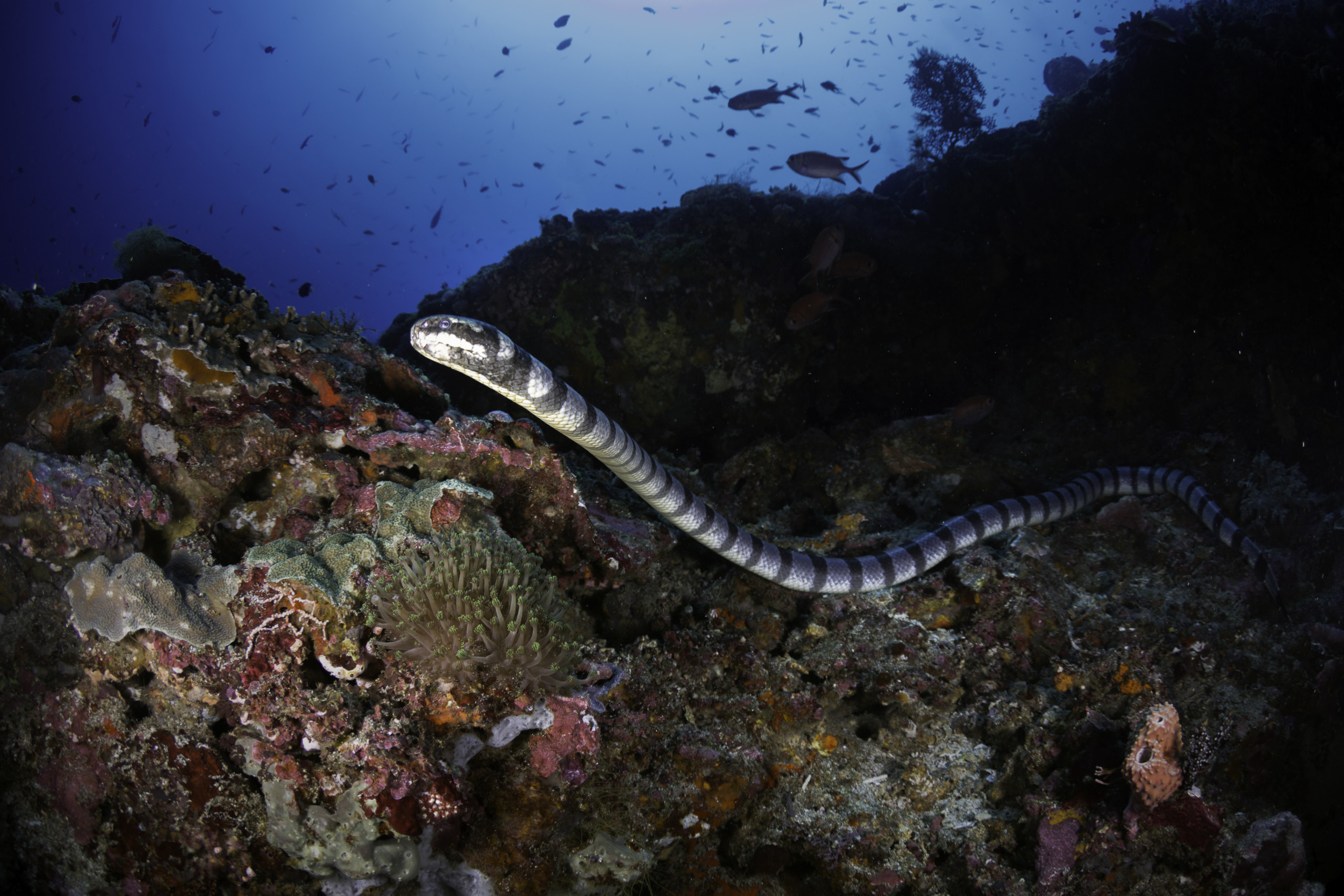 Faint-banded sea snake.